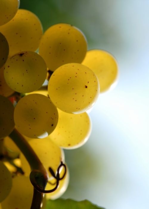 Vollreifer Chardonnay auf dem Steinkopf 2
